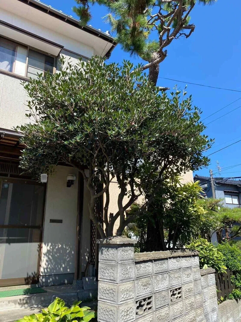 before画像